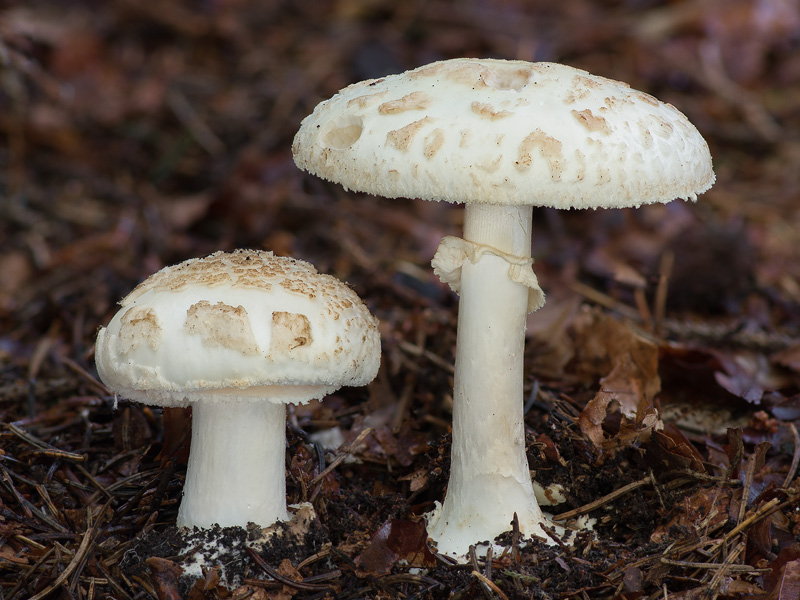 Amanita citrina var. citrina